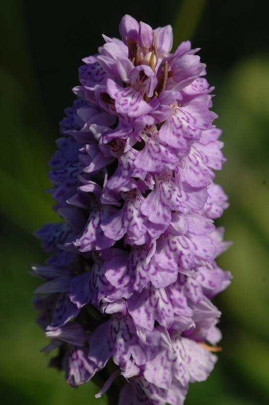Purple orchidee