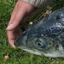 salmon, Ireland 2004